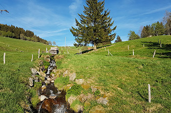 Neugierige Ziegen