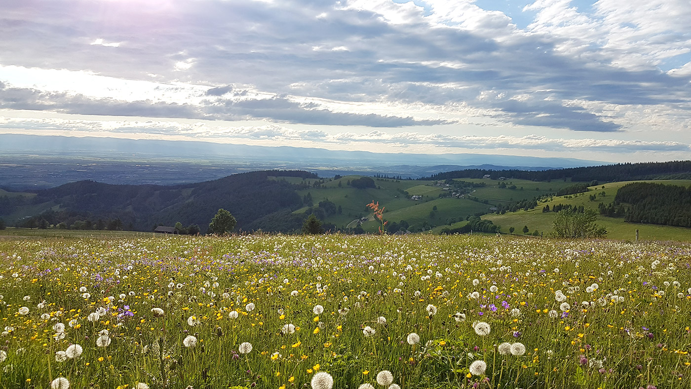 Urlaub auf dem Bauernhof Sägenbach Schwarzwald