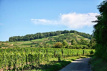 Weinberge am Kaiserstuhl