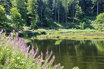 Nonnenmattweiher zum Wandern und Baden